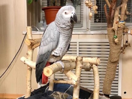 AFRICAN GREY FOR SALE