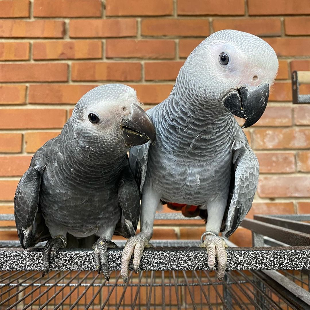 For sale African Grey
