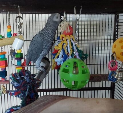 AFRICAN GREY FOR SALE