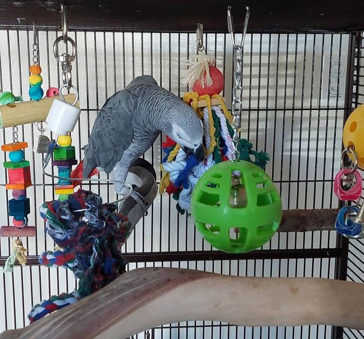 african grey toys
