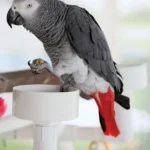 African greys for sale